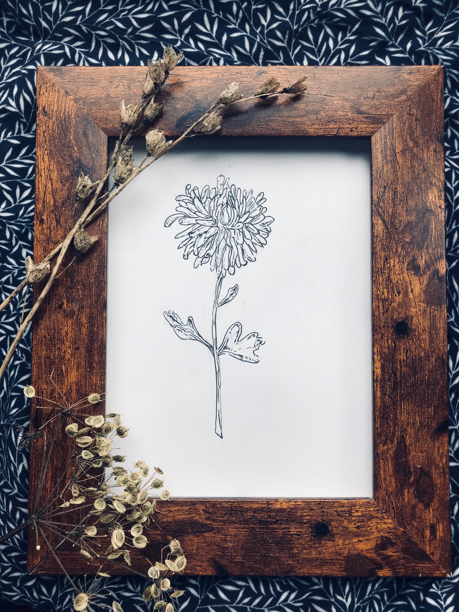 November birth flower illustration - Chrysanthemum