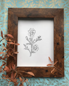 October birth flower illustration - Marigold
