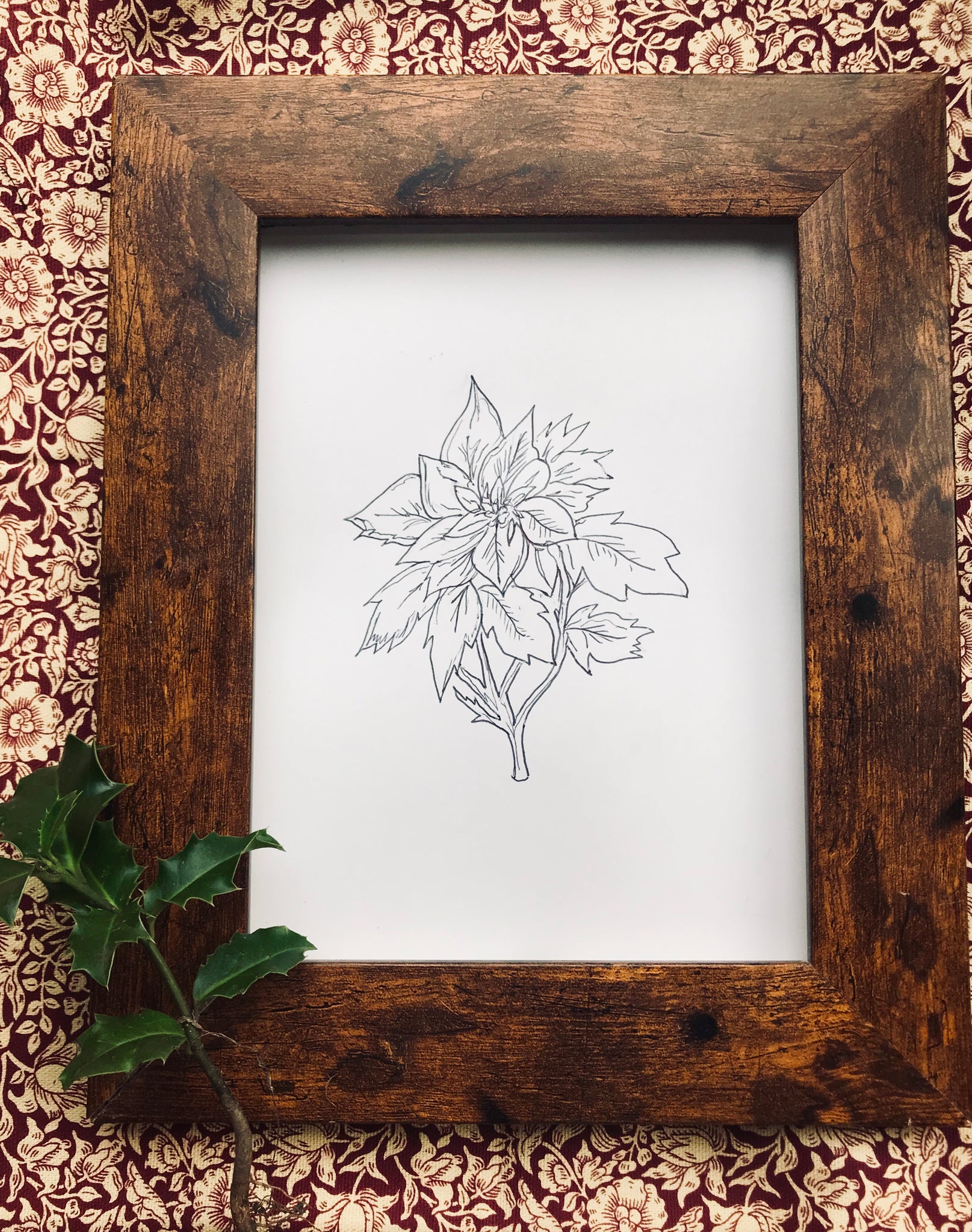 December birth flower illustration - Poinsettia