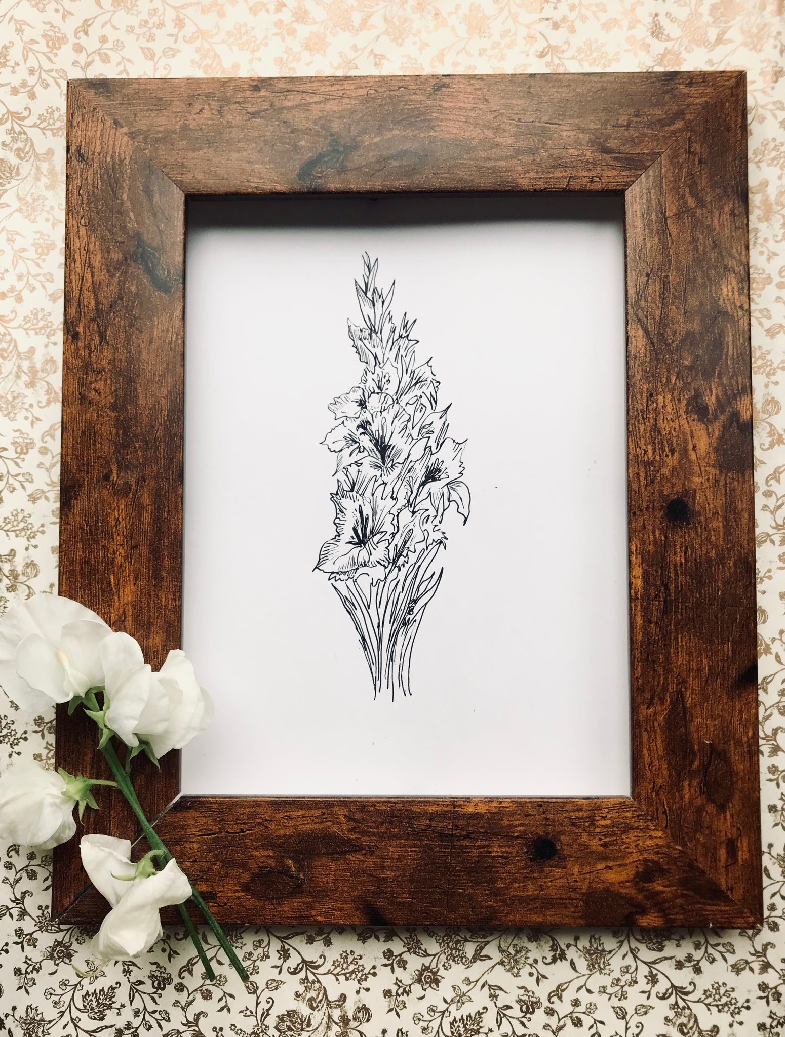 August birth flower illustration - Gladiolus